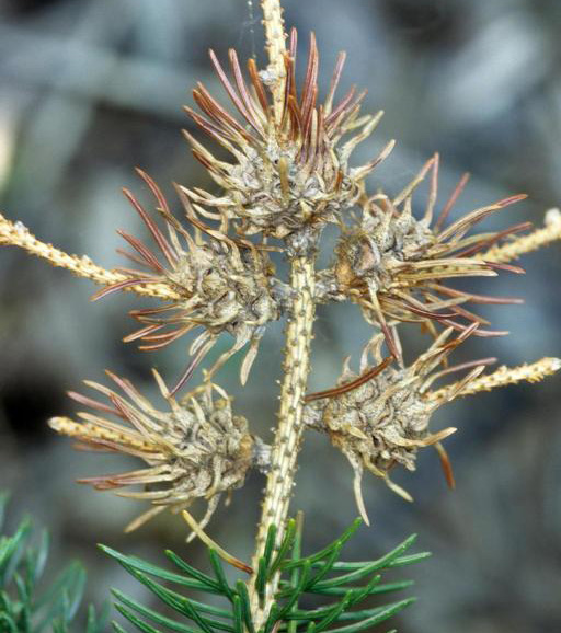 A gall at the end of the Christmas tree branch, shaped like a pineapple. Needles are brown and dry looking.